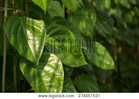 Beautiful Green Betel Leaves Or Leaf ( Piper Betle ) Also Known As Pan, Paan Vines Growing In A Farm