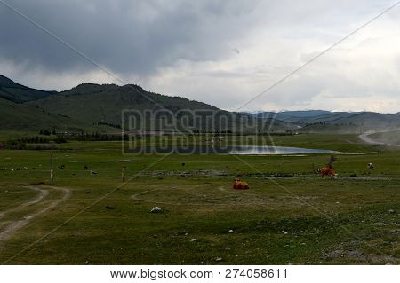 Mountain Landscape With Cows In The Ulagan District Of The Altai Republic