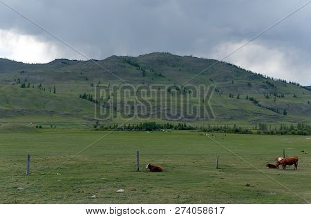 Mountain Landscape With Cows In The Ulagan District Of The Altai Republic