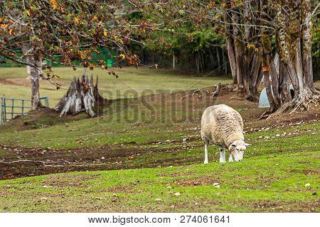 Lone Sheep Roaming And Grazing On A Faarm