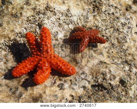 Starfish Family