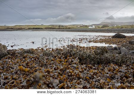 Seaweed At The Coastline Of North West Skye By Kilmuir - Scotland, United Kingdom
