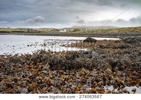 Seaweed At The Coastline Of North West Skye By Kilmuir - Scotland, United Kingdom