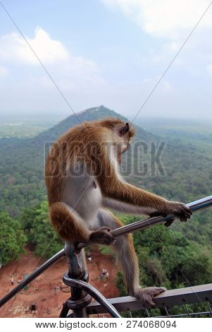 A Funny Sitting Toque Macaque, Sri Lanka