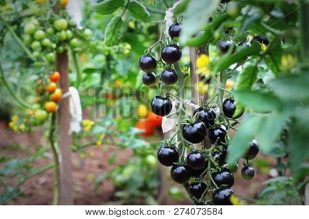 Black Tomatoes On A Branch In The Garden. Indigo Rose Tomato