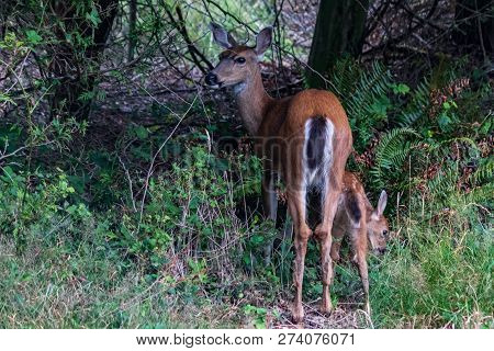 Fawn And Mother Deer Eating Grass Near Fenceline In Washington State