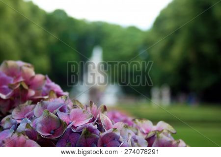 Pink Flowers In Summer Garden, St. Petersburg
