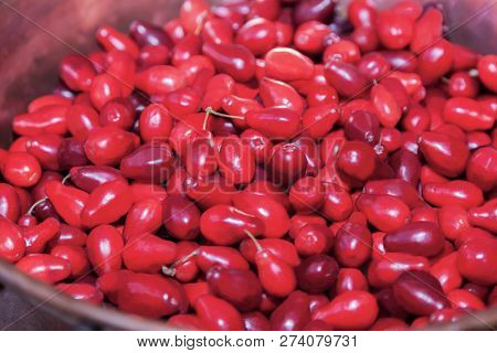 Bright Red Dogwood (cornel) In Vintage Copper Bowl On The Ceramic Floor. Close Up, Indoors.
