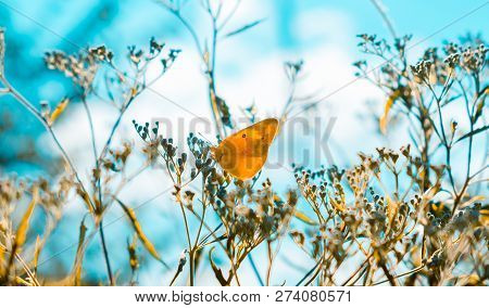 Dreamy, Soft Focus Image Of A Yellow Butterfly Sitting On Dry Plants With A Creamy Teal Background.