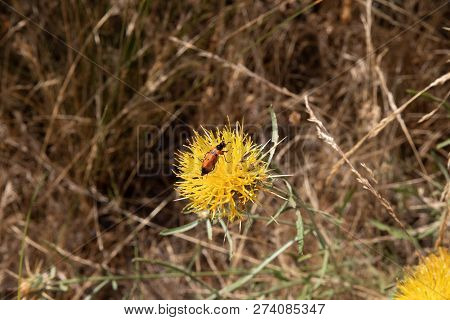 Insect Of Leaf Beetles Known As Lachnaia On A Yellow Flower In Countryside