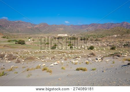 Flock Of White Goats Grazing In A Meadow Of Gata Cape Natural Park (cabo De Gata In Spanish), In Alm