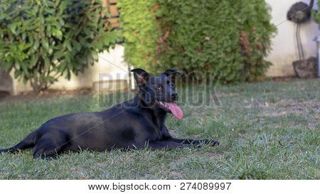 Black Mixed Breed Dog In The Garden