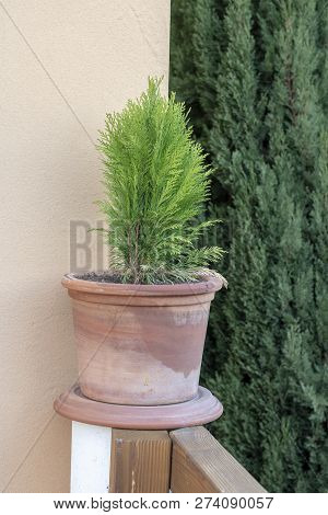 Thuja Sapling In A Pot In Germany