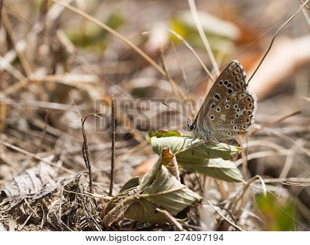 The Adonis Blue (polyommatus Bellargus) Butterfly In The Family Lycaenidae Sitting On A Plant