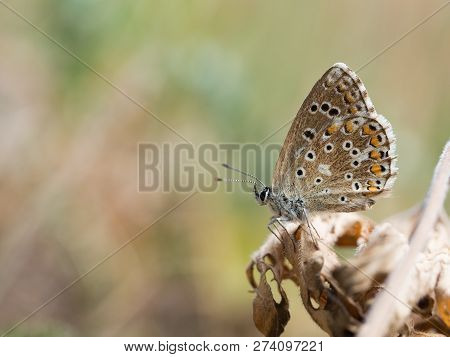 The Adonis Blue (polyommatus Bellargus) Butterfly In The Family Lycaenidae Sitting On A Plant
