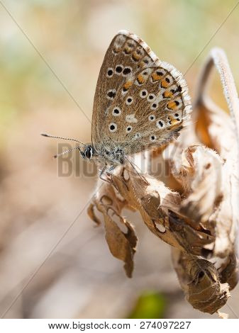 The Adonis Blue (polyommatus Bellargus) Butterfly In The Family Lycaenidae Sitting On A Plant