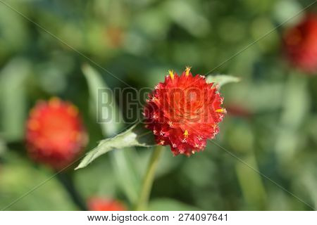 Red Globe Amaranth - Latin Name - Gomphrena Globosa Rubra
