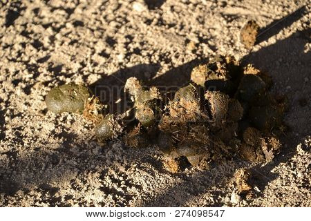 Fresh Pile Of Horse Manure Left Behind