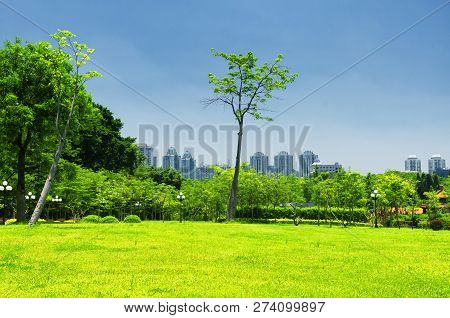 A Ginkgo Biloba Tree Within Lizhi Park In Futian District Of Shenzhen China On A Sunny Summer Day Wi