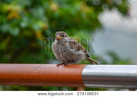 Small Summer Sparrow Begging For A Tasty Meal