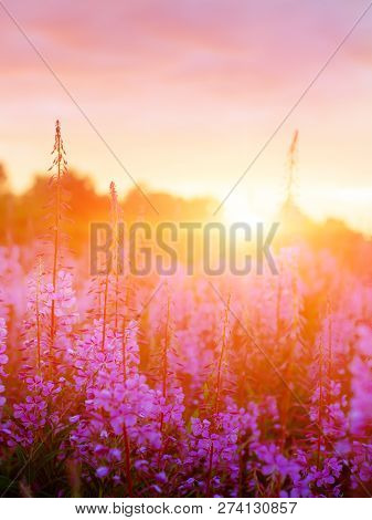 Pink Ivan-tea Or Epilobium Herbal Tea On Sunset Field, Close-up. Flowers Of Rosebay Willowherb In Th