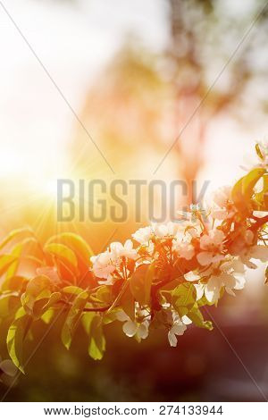 Beautiful Apple Tree Branch With Sun. Shiny Picture Of An Apple White Flowers