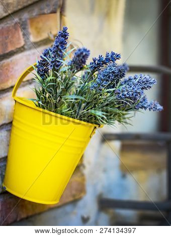 The Branches Of A Young Lavender In A Yellow Bucket.