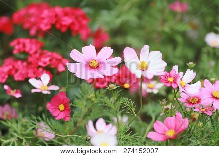 A Cosmos Bipinnatus Cloroful Flowers Garden In Spring