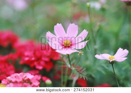 A Cosmos Bipinnatus Cloroful Flowers Garden In Spring