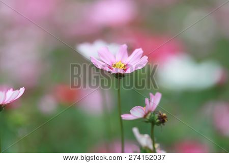 A Cosmos Bipinnatus Cloroful Flowers Garden In Spring