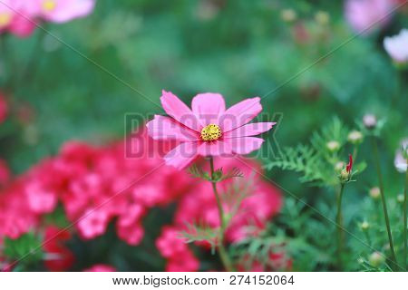 A Cosmos Bipinnatus Cloroful Flowers Garden In Spring