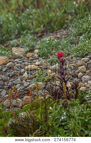 Red Indian Paintbrush Plant In Subalpine Meadow Morning