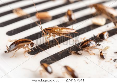 Lots Of Cockroaches Have Been Caught By The Sticker Or Catcher
