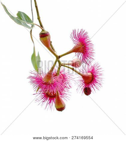 Isolated Inflorescence Of Corymbia Ptychocarpa Known As Swamp Bloodwood In Australia