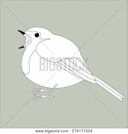 Robin Bird ,vector Illustration ,   Lining Draw ,profile View