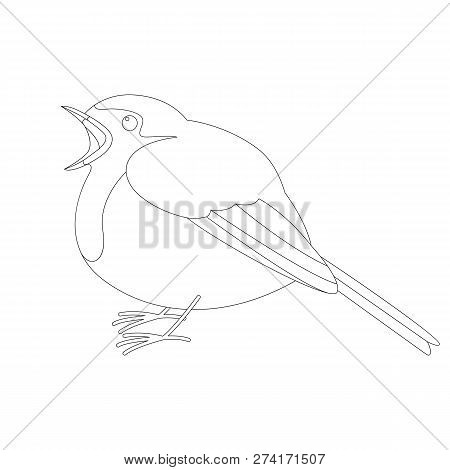 Robin Bird ,vector Illustration ,   Lining Draw ,profile View