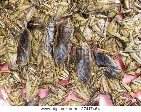 Bug de água salgada gigante