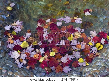 Multi Colored Autumn Leaves In A Pool Of Water