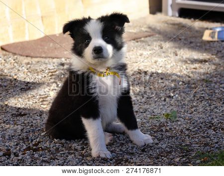 Small Border Collie Puppy Strikes A Pose