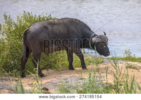 African Buffalo (cyncerus Caffer) Ox Male Bull On River Bank In Kruger National Park South Africa