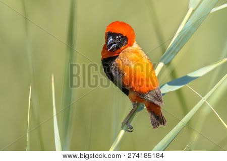 Southern Red Bishop (euplectes Orix) Bird Singing While Perched In Reed In Kruger National Park Sout