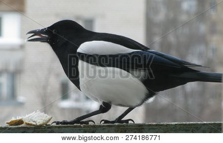Magpie Sits In Front Of The Window And Eats Lard