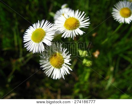 Macro Shot Of Four Field Camomiles Against Green Stalks