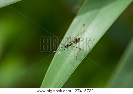 Diptera In Small Size On Leaves In Nature.