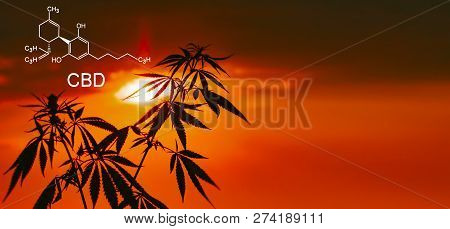 Medical Cbd Contents In Sativa, Indica. Growing Premium Marijuana And Cannabis Products. Outdoor Cul