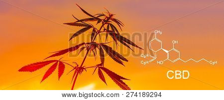 Cannabis Of The Formula Cbd. Growing Premium Marijuana Products. Medical Thc Content In Sativa, Indi