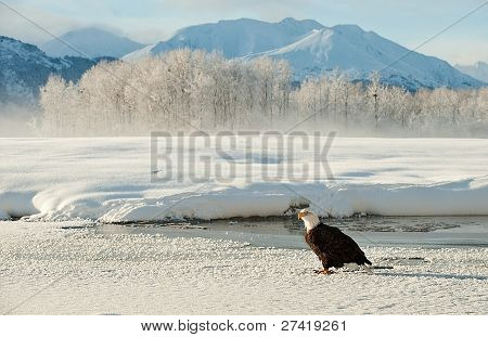 Portrét z Adult orel bělohlavý (haliaeetus Leucocephalus) na sněhu