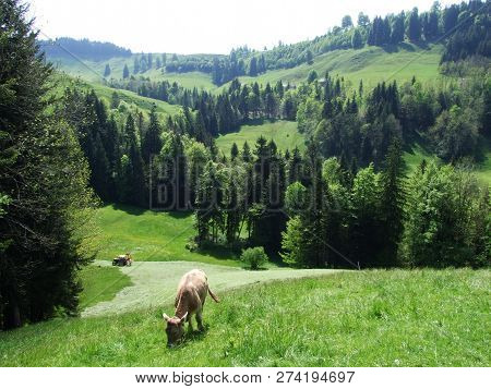 Cows At The Outskirts Of The Village Zürchersmühle - Canton Of Appenzell Ausserrhoden, Switzerland