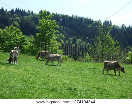 Cows At The Outskirts Of The Village Zürchersmühle - Canton Of Appenzell Ausserrhoden, Switzerland