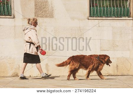 Milan, Italy - Aug.2018: Elderly Lady Walking With Dog Red Labrador On Red Leash Along Stone House T